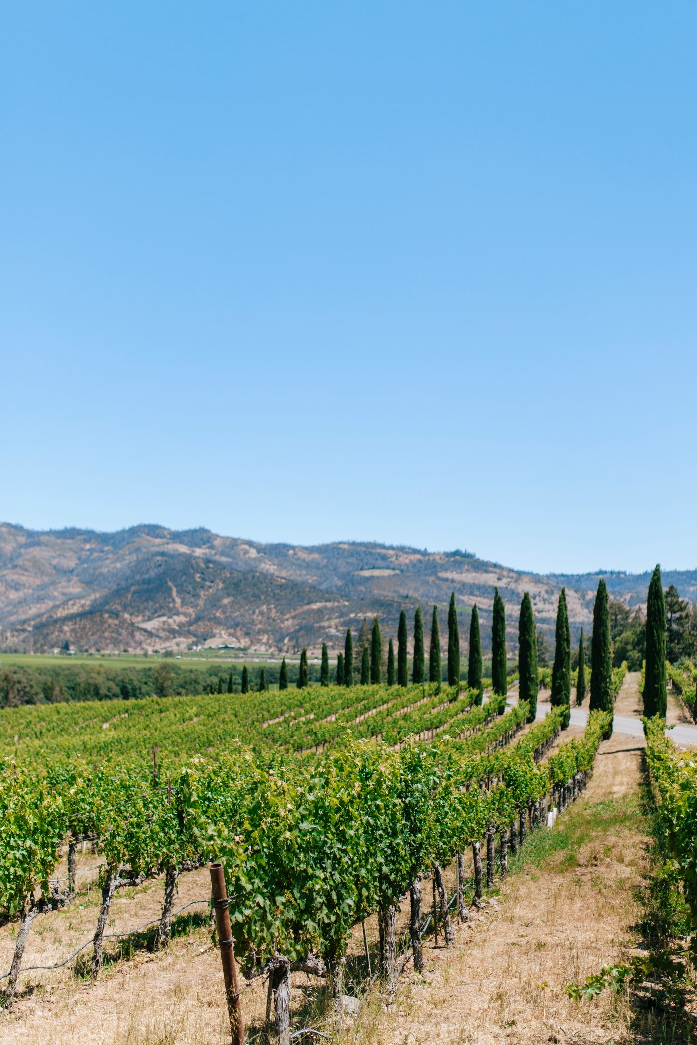 Rows of vines in a Napa Valley vineyard with mountains in the background